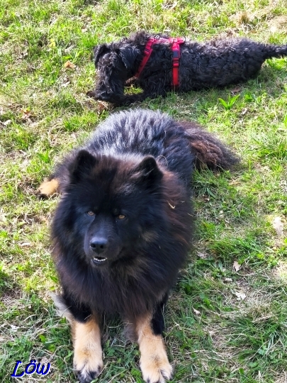 8.4.2025 - Howard mit Anhang